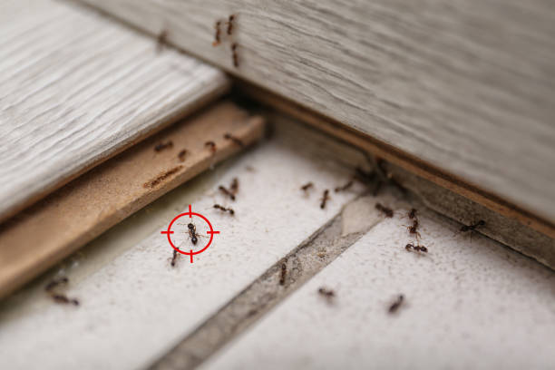 Best Termite Control Services  in Ellerslie, GA