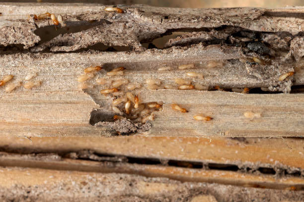 Best Pest Control for Businesses  in Ellerslie, GA