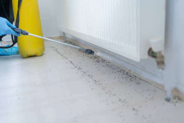 Best Wasp Removal Services  in Ellerslie, GA