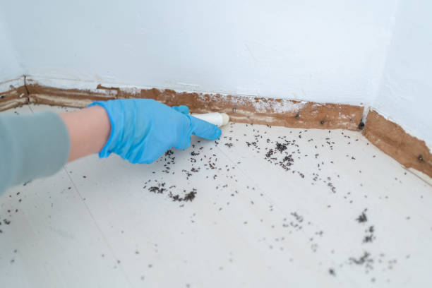 Best Spider Control Near Me  in Ellerslie, GA